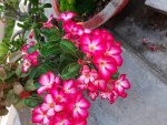 Điện nước Nguyễn Đông