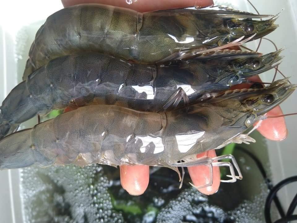 Hải sản Bảo Nhi